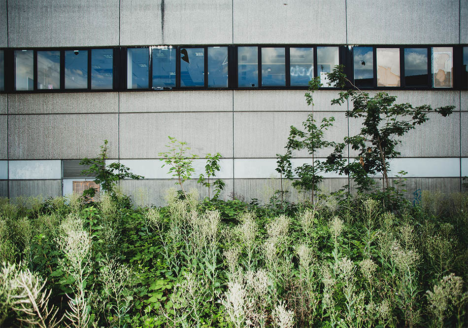 2/9 Plants grow at the deserted city center, Zeit Online Heimatreporter - Eschweiler 2017/07/21